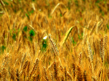 Wheat harvest on the field season summer autumn barley crops beans cereals collection bread growth natureの写真素材