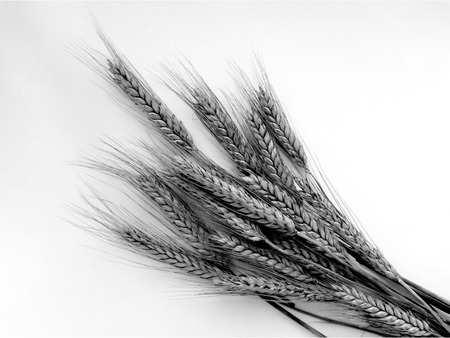 Wheat harvest on the field season summer autumn barley crops beans cereals collection bread growth nature black whiteの写真素材