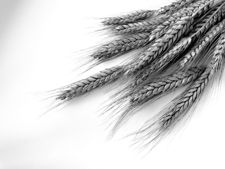 Wheat harvest on the field season summer autumn barley crops beans cereals collection bread growth nature black whiteの写真素材
