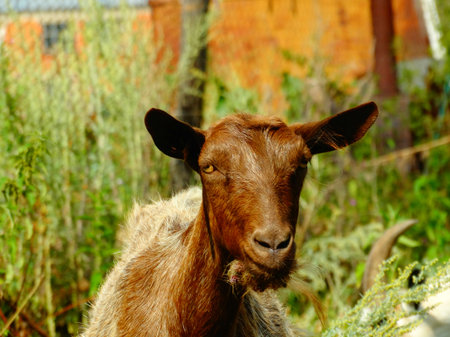 Goat Visit meadows animal cattle benefit milk meat farm closeup