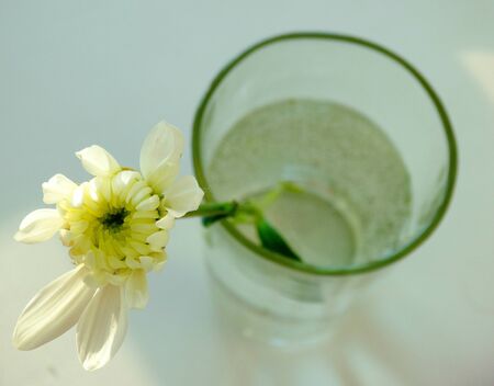 Chrysanthemum in a glass of water fragrance life flower flora leaves nature littleの写真素材