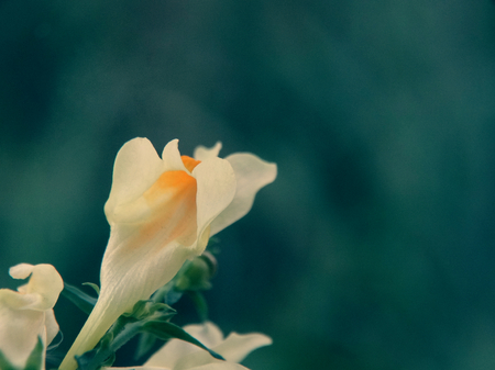 Autumn flower in the garden nature season summer bloom flora botany floristics macro closeup bud petals forest plant color white yellow backgroundの写真素材