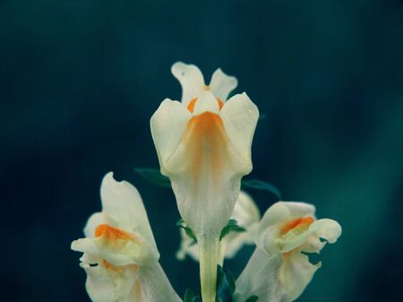 Autumn flower in the garden nature season summer bloom flora botany floristics macro closeup bud petals forest plant color white yellow backgroundの写真素材