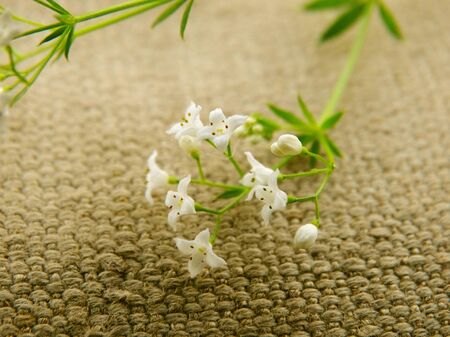 White flowers on the fabric autumn bloom nature garden bud petals color white green flora floristics botany plant macro closeupの写真素材