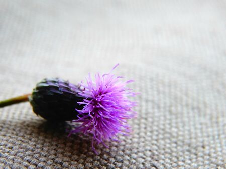 Autumn flower Thistle in the garden nature season summer bloom flora botany floristics macro closeup bud petals plant color scarlet Carduusの写真素材