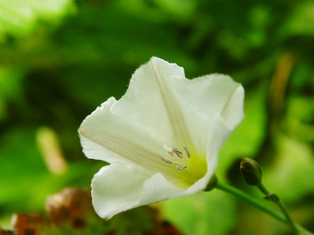 Autumn flower in the garden nature season bloom flora botany floristics macro closeup plant