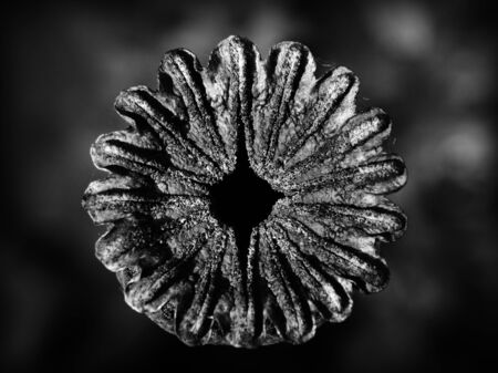 Old poppy in the garden autumn season summer nature flower flora floristics botany black white plantの写真素材
