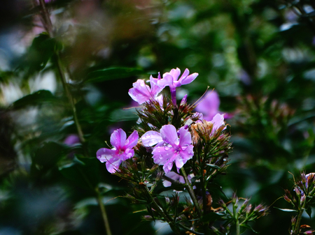 Scarlet phlox in autumn bloom season summer nature flower plant flowerbed bud petals closeup macro view rain dew flora floristics botany wallpaper background cultivation gardenの写真素材