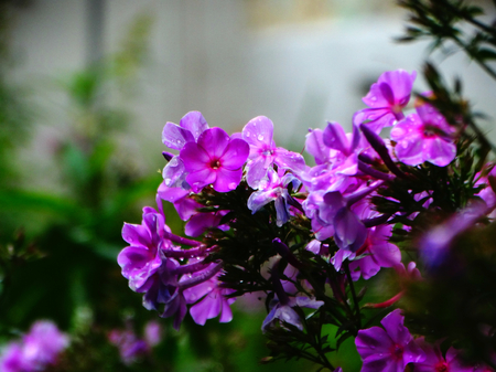 Scarlet phlox in autumn bloom season summer nature flower plant flowerbed bud petals closeup macro view rain dew flora floristics botany wallpaper background cultivation gardenの写真素材