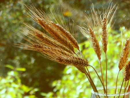 Wheat, harvest, field, season, summer, autumn, barley, crops, beans cereals collection bread growth nature flora plants benefit nutrition health product background wallpaper.の写真素材