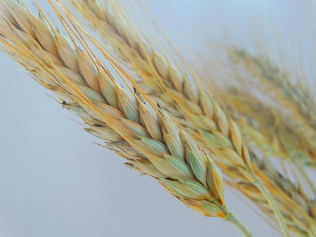 Wheat harvest on the field Wheat harvest field season summer autumn barley crops beans cereals collection bread growth nature flora plants benefit nutrition health product background wallpaper.の写真素材