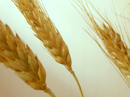 Wheat harvest on the field Wheat harvest field season summer autumn barley crops beans cereals collection bread growth nature flora plants benefit nutrition health product background wallpaper.の写真素材