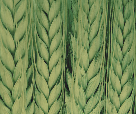 Wheat harvest on the field Wheat harvest field season summer autumn barley crops beans cereals collection bread growth nature flora plants benefit nutrition health product background wallpaper.の写真素材