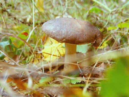 Mushrooms in the autumn forest nature season harvest foodの写真素材