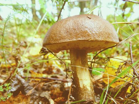 Mushrooms in the autumn forest nature season harvest foodの写真素材