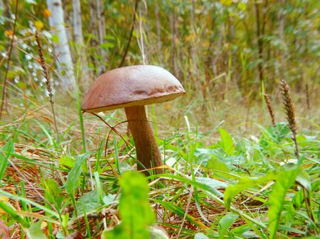 Mushrooms in the autumn forest nature season harvest foodの写真素材