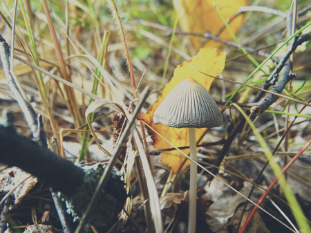 Mushrooms in the autumn forest nature season harvestの写真素材