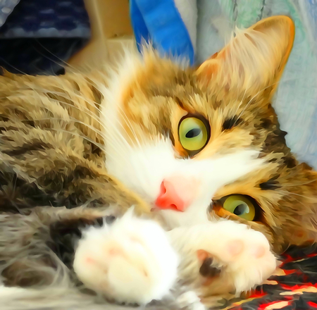 The kitten looks pets cat animals recreationの写真素材