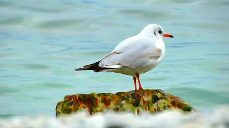 Seagulls by the sea water bird water bird birds spring natureの写真素材