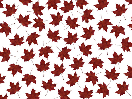 Autumn maple leaves nature background textures season foliageの写真素材