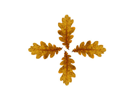 Autumn oak leaves nature background textures season pattern foliageの写真素材