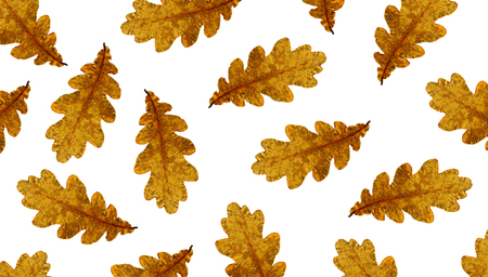 Autumn oak leaves nature background textures season foliageの写真素材