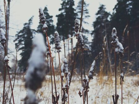 Snow on dead wood nature cold frost winter forest nature wallpaper style minimalismの写真素材