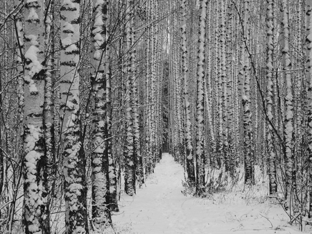 Winter road in the forest nature snow landscape background outdoor tunnel wallpaperの写真素材