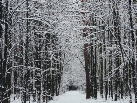 Winter road in the forest nature snow landscape background outdoor tunnel wallpaper