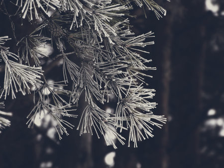 Snowy fir trees in the forest nature cold frost frozen hoar white precipitation