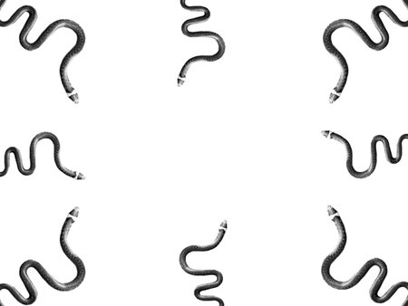 Snake on a white background natrix reptiles animal wild summer poison scale predator patternの写真素材