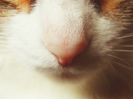 Pink cat's nose animal pussy pet macro smell scent