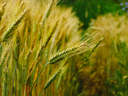 Wheat harvest on the field season summer autumn barley crops beans cereals collection bread growth natureの写真素材