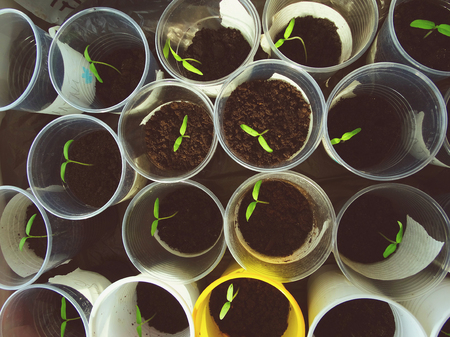 Growing peppers at home spring cultivation nature seedlingの写真素材