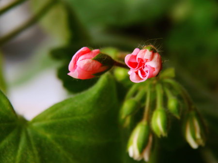 Geranium flower houseplant cultivation flora floristics botany nature