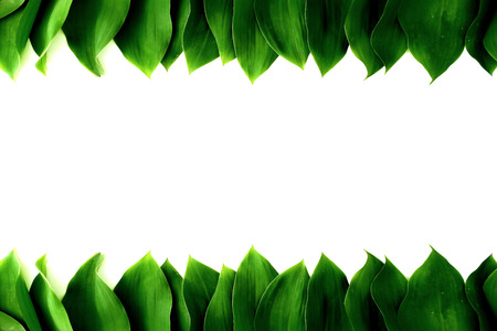 Green fresh leaves template nature background textures wallpaper spring season summerの写真素材
