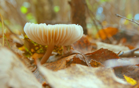 Mushrooms in the autumn forest nature season harvest outdoor macro wallpaper background summerの写真素材