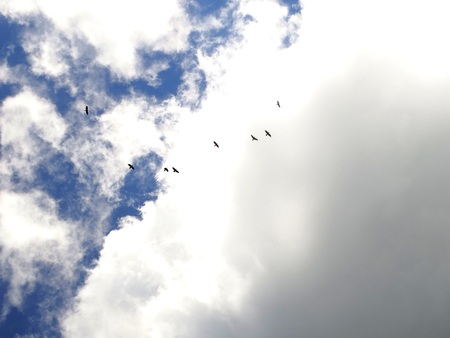 Birds in the sky nature background wallpaper cloud blueの写真素材