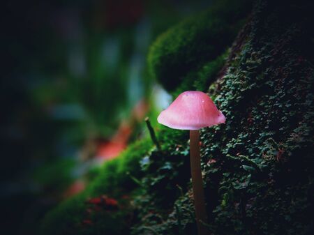 Mushrooms in the autumn forest nature season harvest outdoor macro wallpaper background summer natural macro beautifulの写真素材