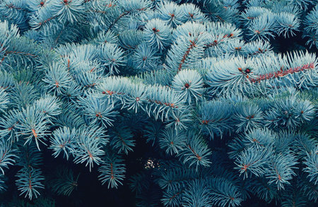 Spruce branches in the forest nature wallpaper background season autumn winter cold frost color blue...