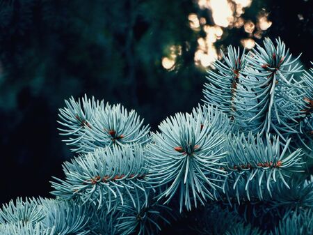 Spruce branches in the forest nature wallpaper background season autumn winter cold frost color blue outdoor natural texture beautiful landscape countrysideの写真素材