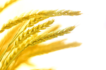 Harvesting of wheat food kitchen background textures rich mature closeup view color yellow isolateの写真素材