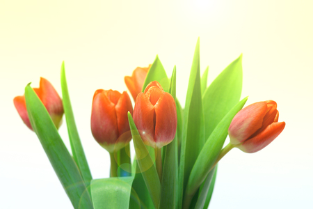 Fresh blooming tulips nature flower beautiful gift bouquet tenderness celebration 8 March spring love fragrance sunの写真素材