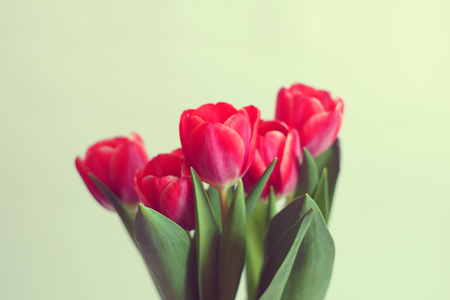 Fresh blooming tulips nature flower beautiful gift bouquet tenderness celebration 8 March spring love fragranceの写真素材