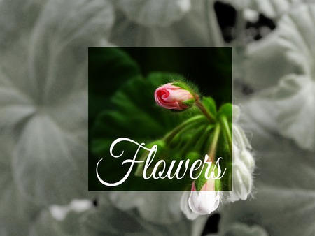 Geranium flower , houseplant cultivation flora floristics botany nature seasonal concept background badge website banner template geometric figure colorful vintage design trendy wallpaper texture beautiful style modern outdoorの写真素材