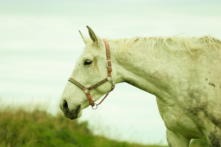 Horses for a walk animal nature outdoor transport hobby races racecourse backgrounds grace beautifulの写真素材