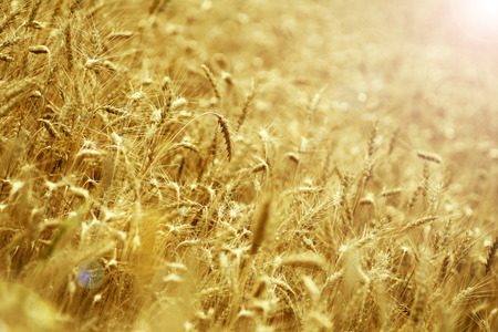 Wheat harvest on the field season summer autumn barley crops beans cereals collection bread growth nature seasonal concept background colorful wallpaper texture beautiful outdoorの写真素材