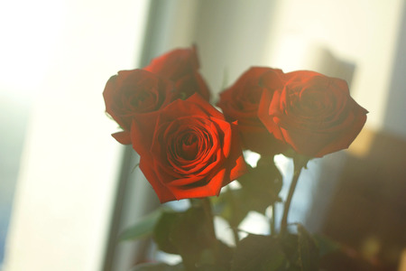 Red rose on the window background wallpaper texture view beautiful flora romantic lovely bouquet present love bloom flower style faded calmの写真素材