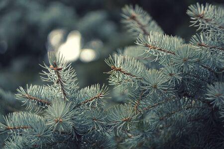 Winter frost in the forest cold season background outdoor autumn winter natureの写真素材