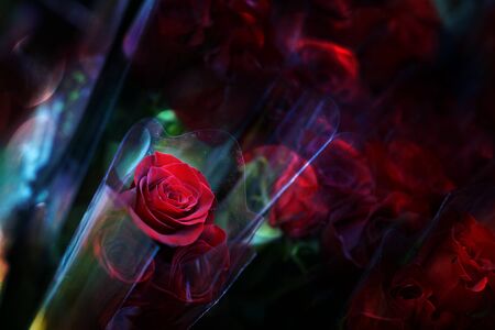 Beautiful bouquet of red roses as a gift love style spring bloom season beautiful love romantic smell flowerの写真素材